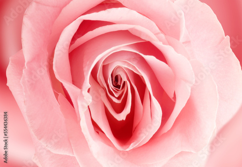 Erotic metaphor. Rose bud with petals resembling vulva. Beautiful flower as background, closeup photo