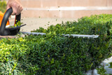 
A worker cuts boxwood with chainsaws