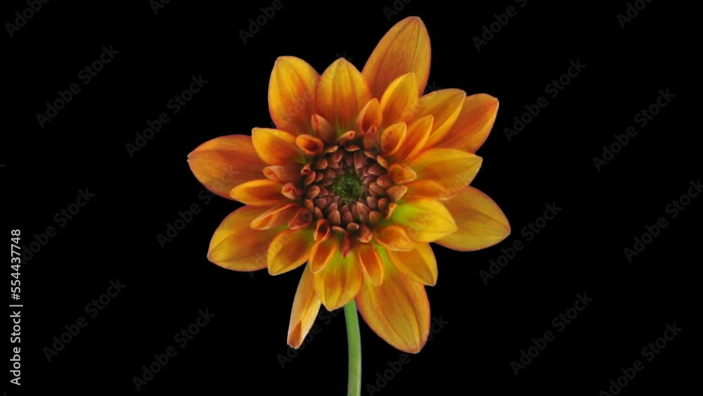 Time lapse of growing and opening orange dahlia flower with ALPHA transparency channel isolated on black background
Time lapse of growing and opening orange dahlia flower with ALPHA transparency channel isolated on black background