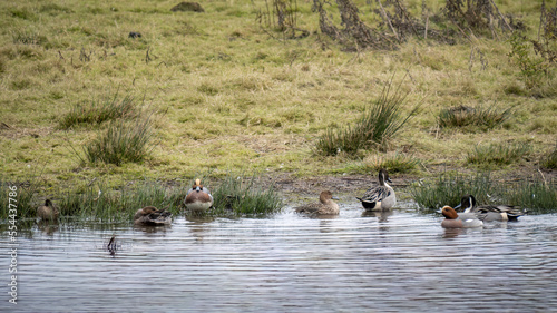 Widgeon and Pintails on winter river, UK. Anas penelope and Anas acuta.