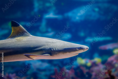 close up of a blacktip reef shark. Carcharhinus melanopterus photo