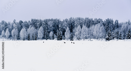 winter landscape view of field and snowy forest with deer in the field © Gints 