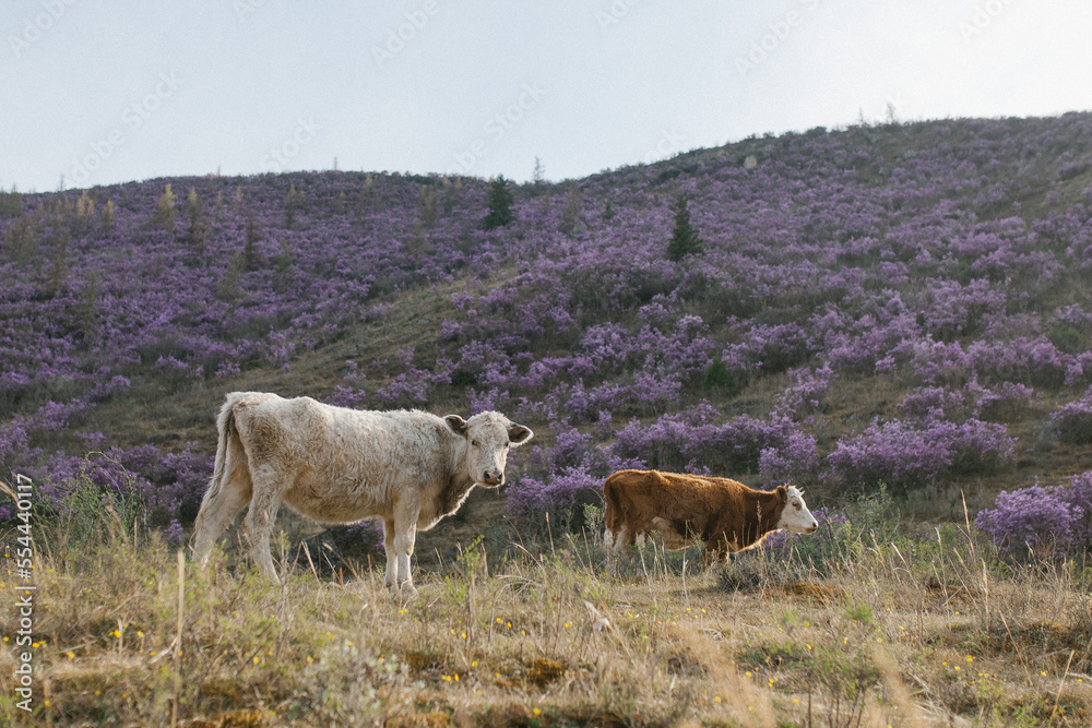 Fototapeta premium cows in the field
