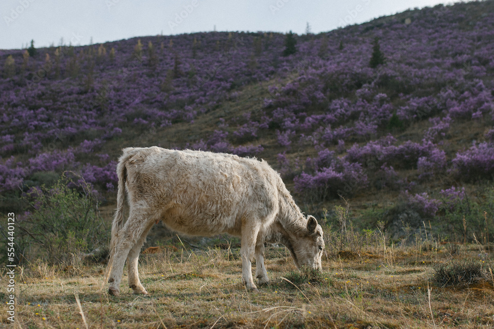 Fototapeta premium cow in the field