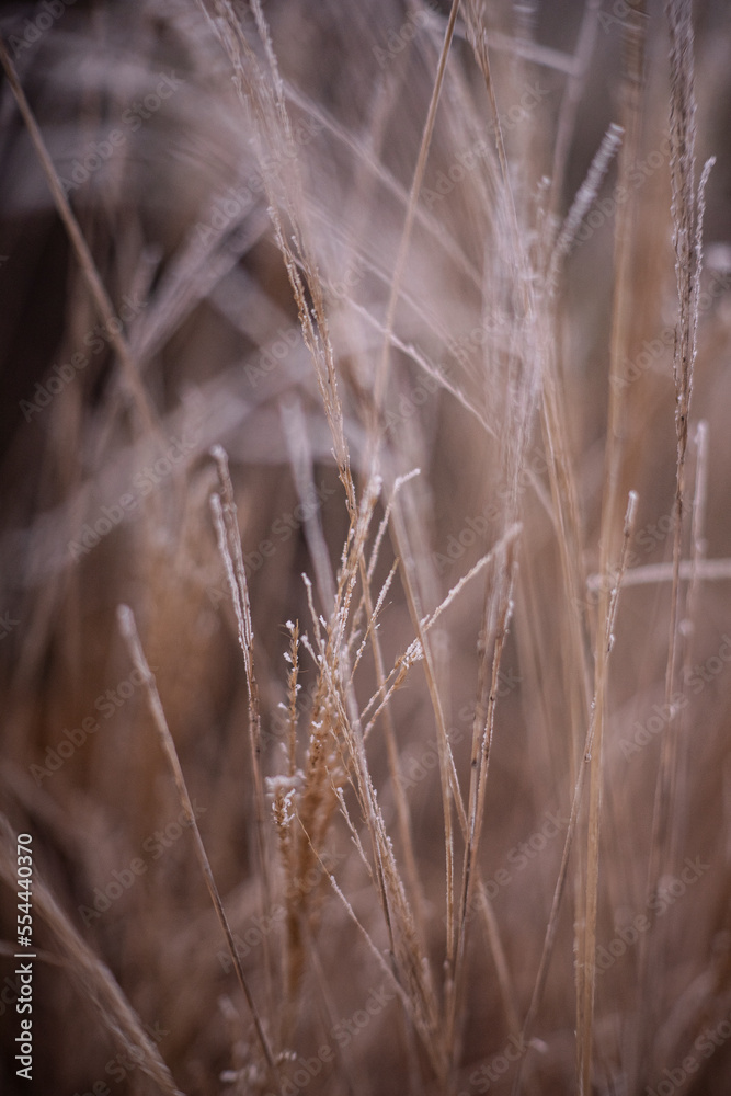 Obraz premium Winter Time