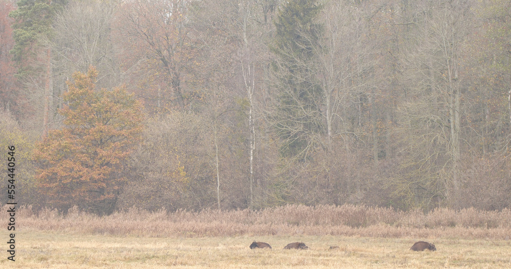 Herd of European bison (Bison bonasus) in the morning field with fog Herd of European bison (Bison bonasus) in the morning field with fog