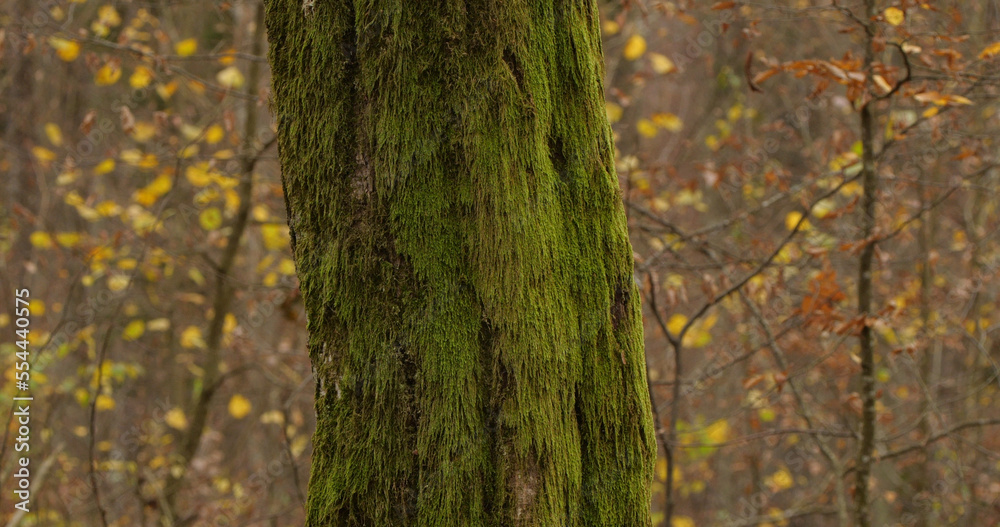 Autumn October in the wild forest Autumn October in the wild forest