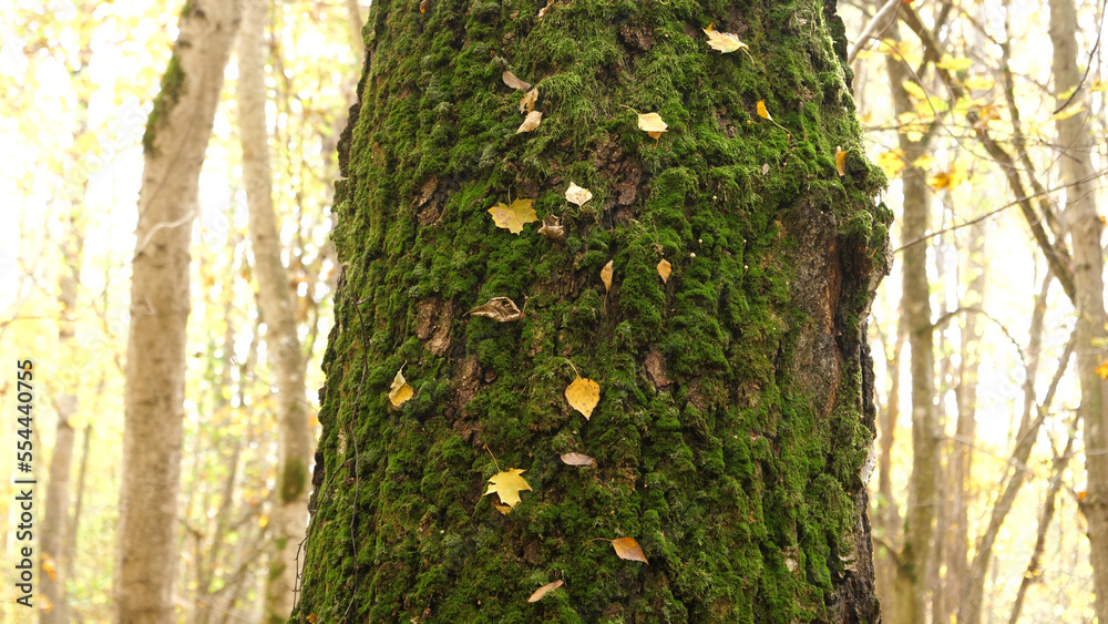 Obraz premium Autumn October in the wild forest