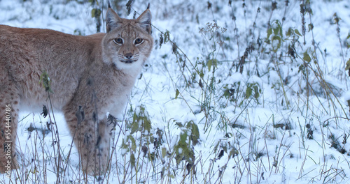 Lynx walks in the snowy forest in winter