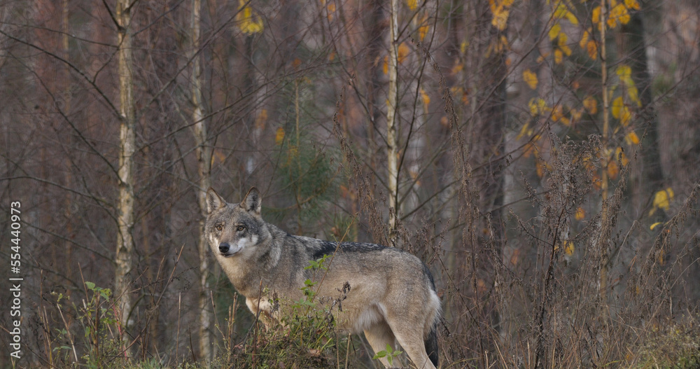 Wolf in the wood at the autumn background Wolf in the wood at the autumn background