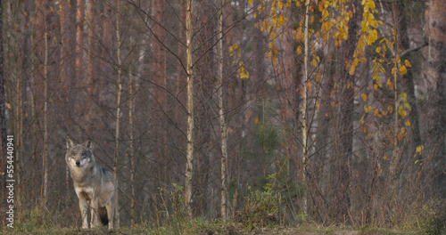 Wolves in the wood with autumn background