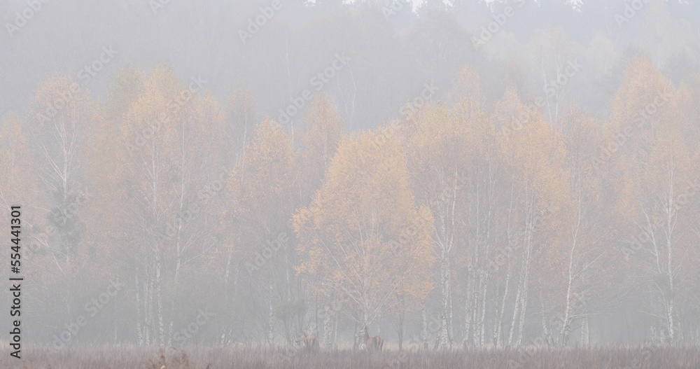 A group of red deer (Cervus elaphus) standing far away from the photographer in an autumn landscape in the morning in the fog A group of red deer (Cervus elaphus) standing far away from the photographer in an autumn landscape in the morning in the fog