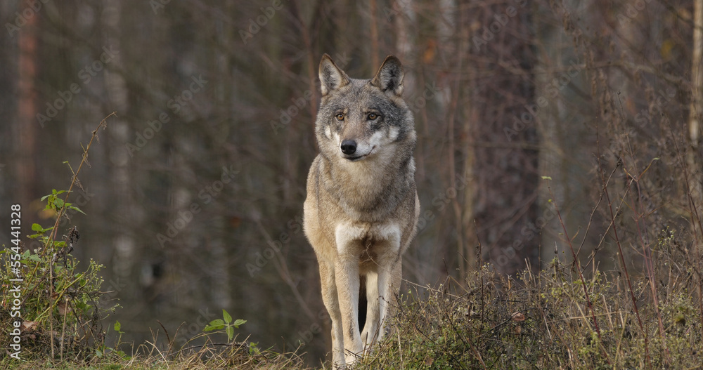 Wolves in the wood with autumn background