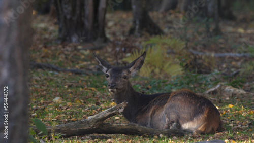 Fototapeta Naklejka Na Ścianę i Meble -  Portrait of red deer (cervus elaphus) in autumn october