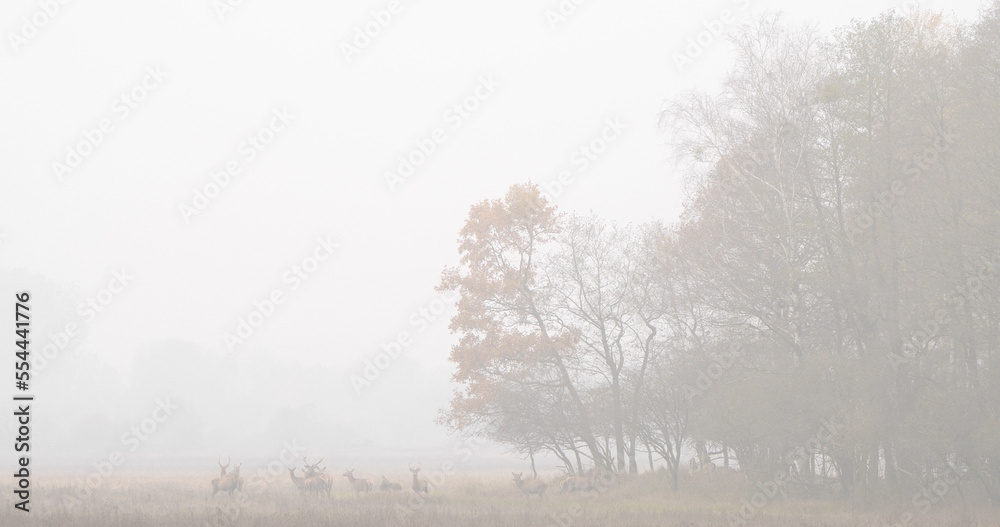 Obraz premium A group of red deer (Cervus elaphus) standing far away from the photographer in an autumn landscape in the morning in the fog