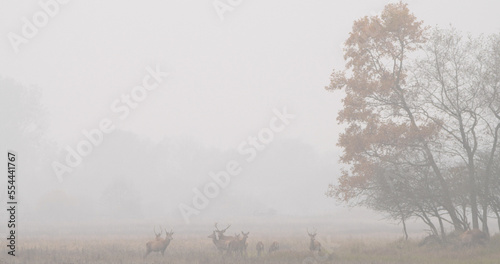 A group of red deer (Cervus elaphus) standing far away from the photographer in an autumn landscape in the morning in the fog