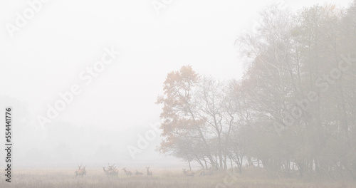 Wallpaper Mural A group of red deer (Cervus elaphus) standing far away from the photographer in an autumn landscape in the morning in the fog Torontodigital.ca