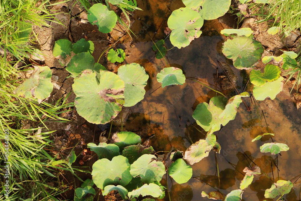 Nelumbo nucifera leaf in the swamp aerial top view background. Nelumbo nucifera leaf in the swamp aerial top view background.