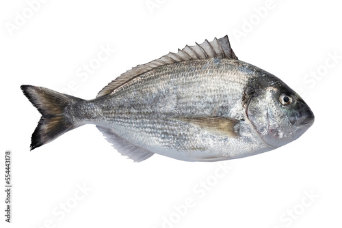 Fresh raw sea bream isolated on a white background.