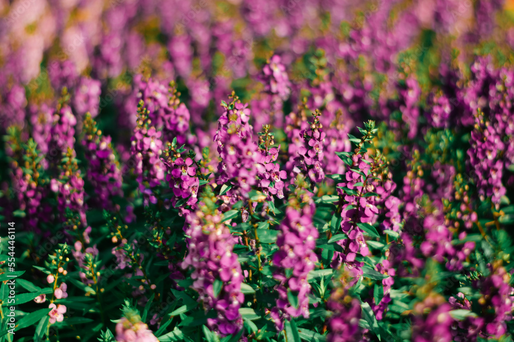 Naklejka premium Pink bell heather plant close up and blur foreground detail of blossom on Haworth Moor