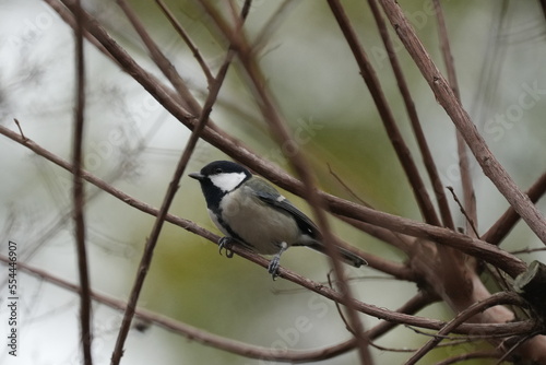 japanese tit in a forest