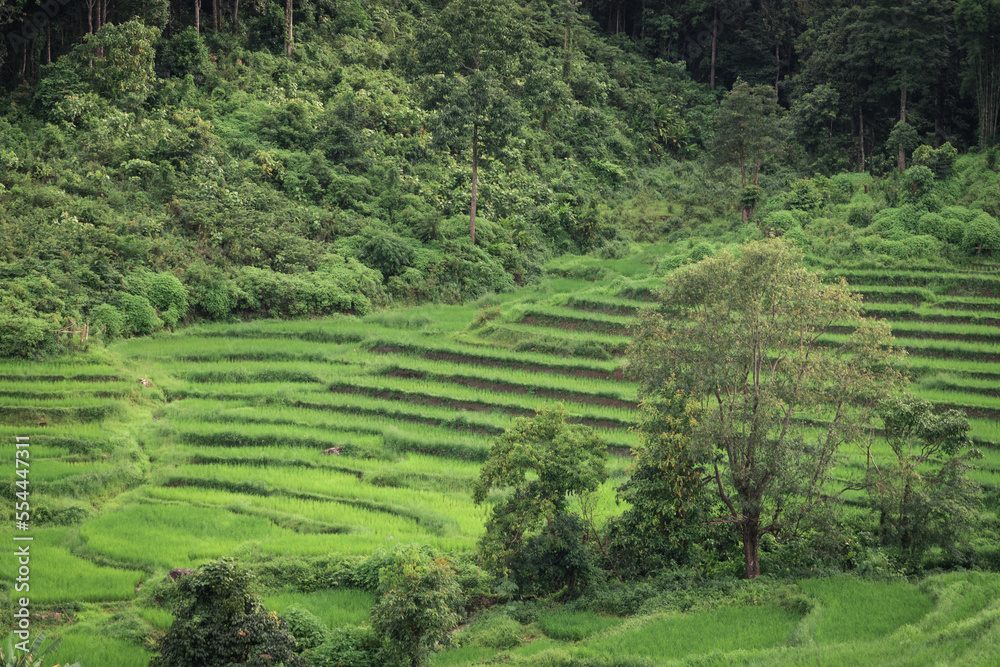 Greeny rice field terraced