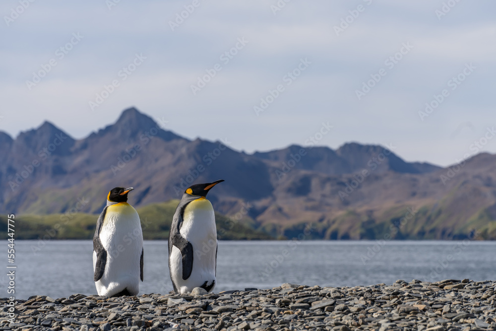 Fototapeta premium Nordküste Südgeorgiens - Blick vom Strand der Whistle Cove in der Fortuna Bay - einer der malerischsten Orte Südgeorgiens, Fortuna Bay, ist auch ein beliebter Königspinguin Pinguin-Treffpunkt