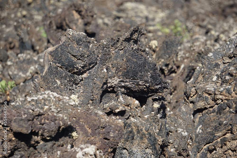 Different shapes of volcanic lava which solidified on Lanzarote Island 200 years ago, rocks, lava, photographed in November 2022, lava chimney, lava tunnel Different shapes of volcanic lava which solidified on Lanzarote Island 200 years ago, rocks, lava, photographed in November 2022, lava chimney, lava tunnel