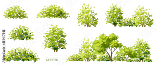 Vector watercolor of tree side view isolated on white background for landscape and architecture drawing, elements for environment and garden, painting botanical for section and elevation