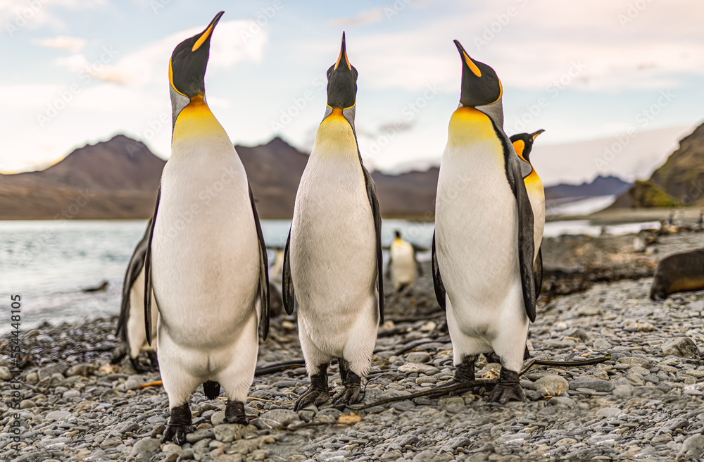 Fototapeta premium Nordküste Südgeorgiens - Blick vom Strand der Whistle Cove in der Fortuna Bay - einer der malerischsten Orte Südgeorgiens, Fortuna Bay, ist auch ein beliebter Königspinguin Pinguin-Treffpunkt
