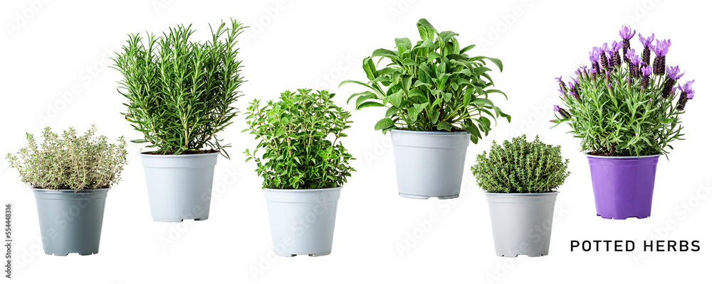 Fresh garden herbs in pot set. PNG with transparent background. Without shadow. - obrazy, fototapety, plakaty 