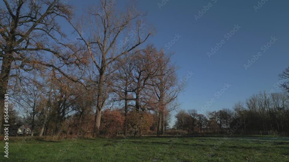 Low shot over grassy field panning to the trees and sky on a cold blue morning in winter Low shot over grassy field panning to the trees and sky on a cold blue morning in winter