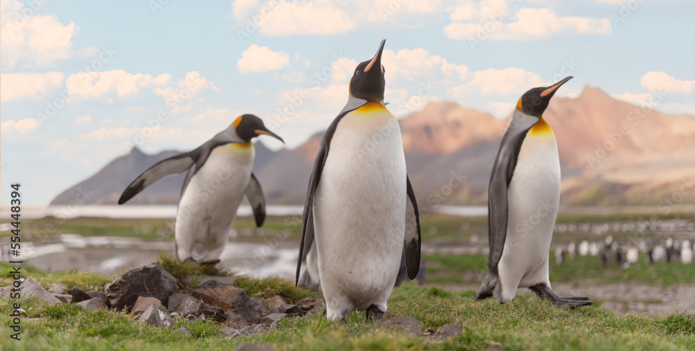 Obraz premium Nordküste Südgeorgiens - Blick vom Strand der Whistle Cove in der Fortuna Bay - einer der malerischsten Orte Südgeorgiens, Fortuna Bay, ist auch ein beliebter Königspinguin Pinguin-Treffpunkt
