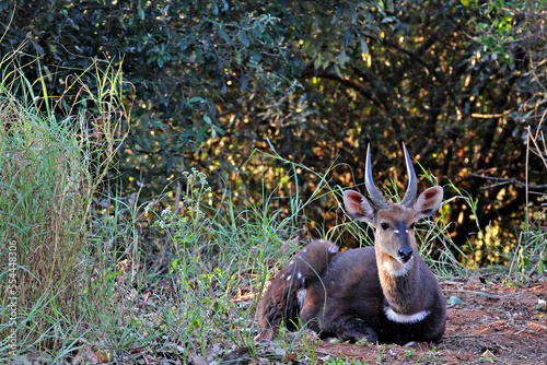 A young male bushbuck relaxing on a grassy savanna. photo