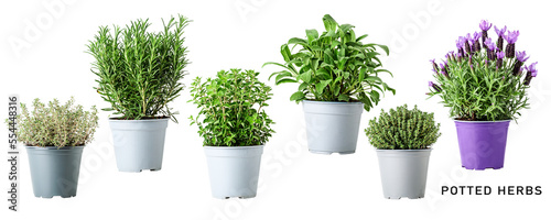 Fresh garden herbs in pot set. PNG with transparent background. Without shadow.