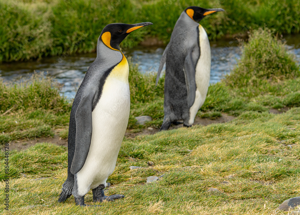 Obraz premium Nordküste Südgeorgiens - Blick vom Strand der Whistle Cove in der Fortuna Bay - einer der malerischsten Orte Südgeorgiens, Fortuna Bay, ist auch ein beliebter Königspinguin Pinguin-Treffpunkt