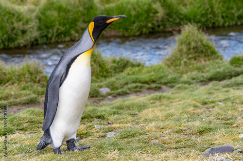 Nordk  ste S  dgeorgiens - Blick vom Strand der Whistle Cove in der Fortuna Bay - einer der malerischsten Orte S  dgeorgiens  Fortuna Bay  ist auch ein beliebter K  nigspinguin Pinguin-Treffpunkt