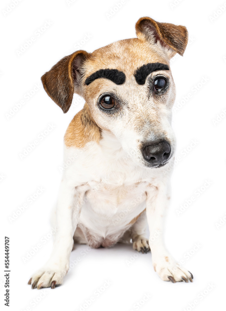 Adorable dog seriously looking at camera with surprised confused funny face. Waiting for answer. bewilderment and confusion. Cute pet isolated on white