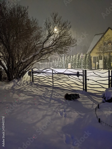 fabulous atmosphere of private house yard with dog in the snowing evening in small city
