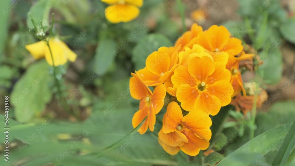 Orange flowers blooming during spring Montpellier Orange flowers blooming during spring Montpellier