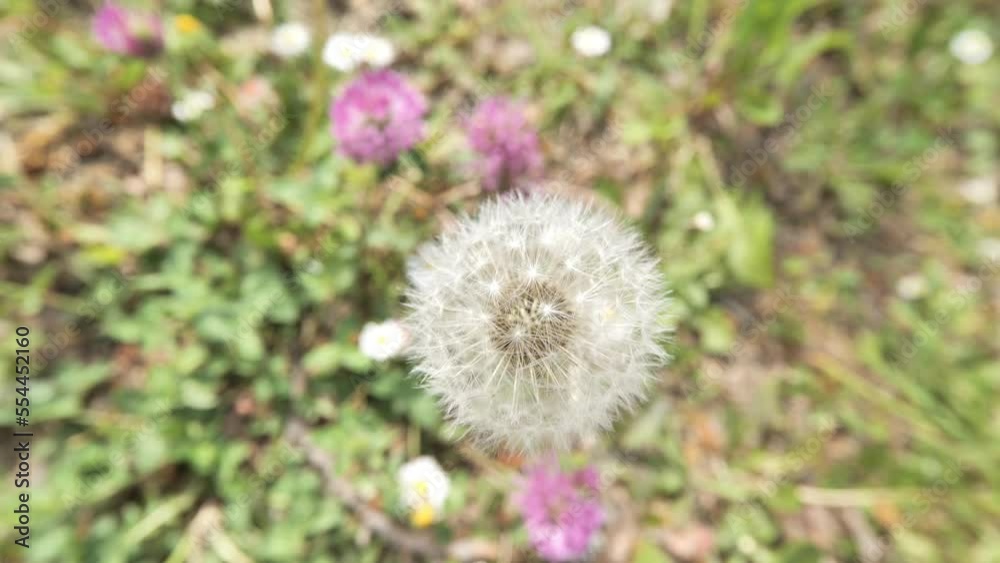 dandelion in the grass close up spring Montpellier dandelion in the grass close up spring Montpellier