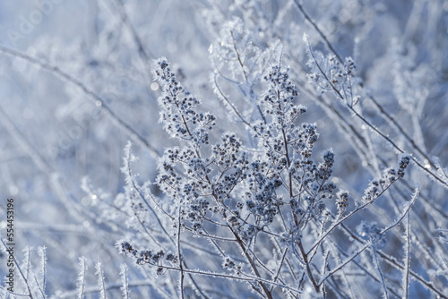 Równina, pola i łąki pokryte warstwą śniegu. Jest mroźny, słoneczny poranek. Gałęzie drzew, wystające spod śniegu źdźbła zbóż, suche badyle chwastów pokryte są kryształami szronu. © boguslavus