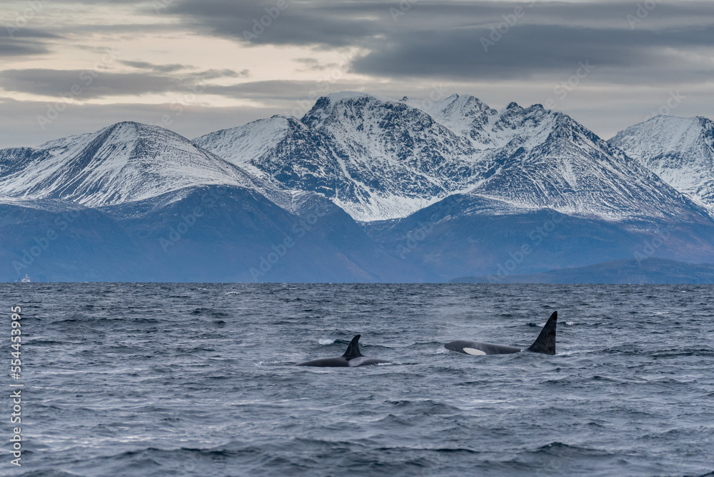 Orcas Orcas