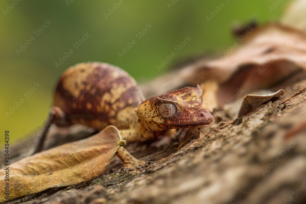 Satanic Leaf-tail Gecko - Uroplatus phantasticus, unique gecko lizard from Madagascar forests, Ranomafana National Park, Madagascar. Satanic Leaf-tail Gecko - Uroplatus phantasticus, unique gecko lizard from Madagascar forests, Ranomafana National Park, Madagascar.