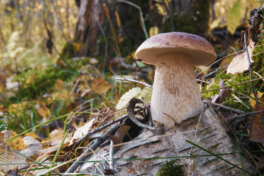 Fototapeta premium Hogweed mushroom or white mushroom growing in the forest on green grass. Edible mushroom close-up. Selective selective focus