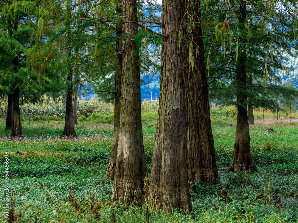 trees in the woods trees in the woods