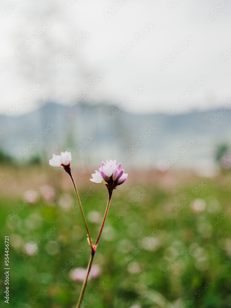 Obraz premium pink flowers in the field