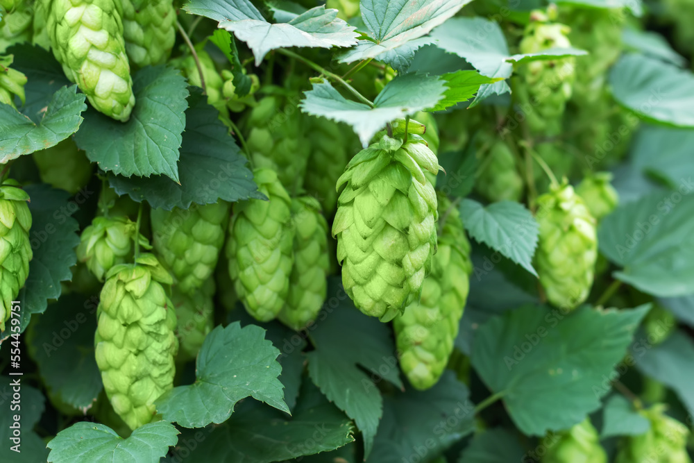 Detail of green fresh hops for making beer in the field Detail of green fresh hops for making beer in the field