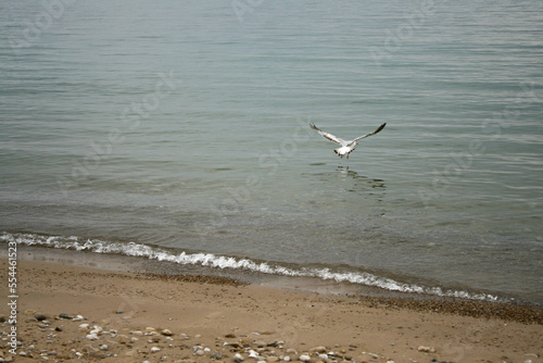 A seagull taking flight over top of a lake with a sandy shore with rocks, on a cloudy, overcast day. Image has copy space.