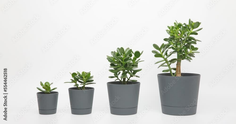 four plants different sizes of crassula ovata or money or jade tree in pots lined up in ascending order in a row on a white background. stop motion animation technique four plants different sizes of crassula ovata or money or jade tree in pots lined up in ascending order in a row on a white background. stop motion animation technique